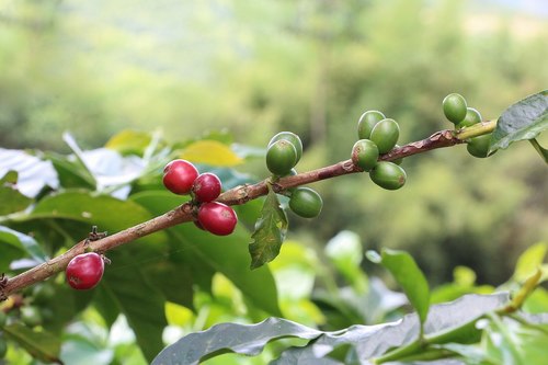 Coffee berries, Colombia