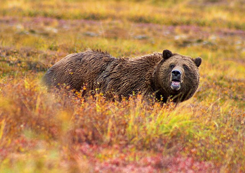 Grizzly bears are among the most lethal animals in the wild