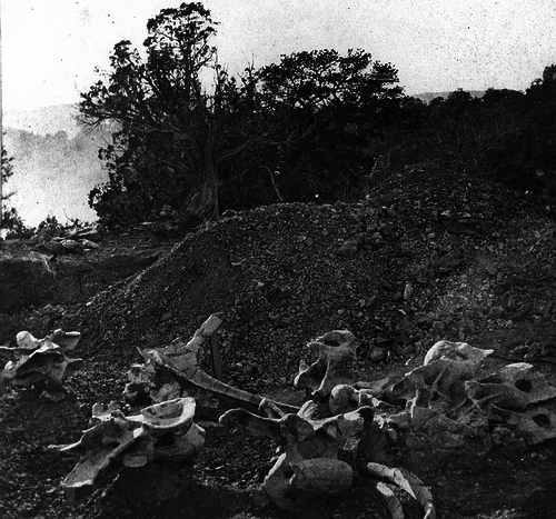 A photograph of an excavation at “Cope Quarry” in Colorado taken c. 1877.
