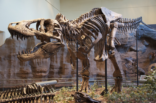 Today, people the world over line up to see dinosaur fossils like this one in the Carnegie Museum. Some argue that the Bone Wars helped spark public interest in palaeontology. 